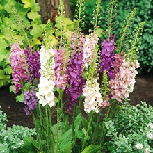 ë�ﻨ�N�Ѱ�����ţ���ݷN�Ӿ��Ԉ@ˇ���������̨ͥԺ���Դ��ﲥ