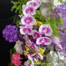 ���ݰ�9�^�����m ��c�ٻ��b廨�͏d����b�õ�tɫ�����m��