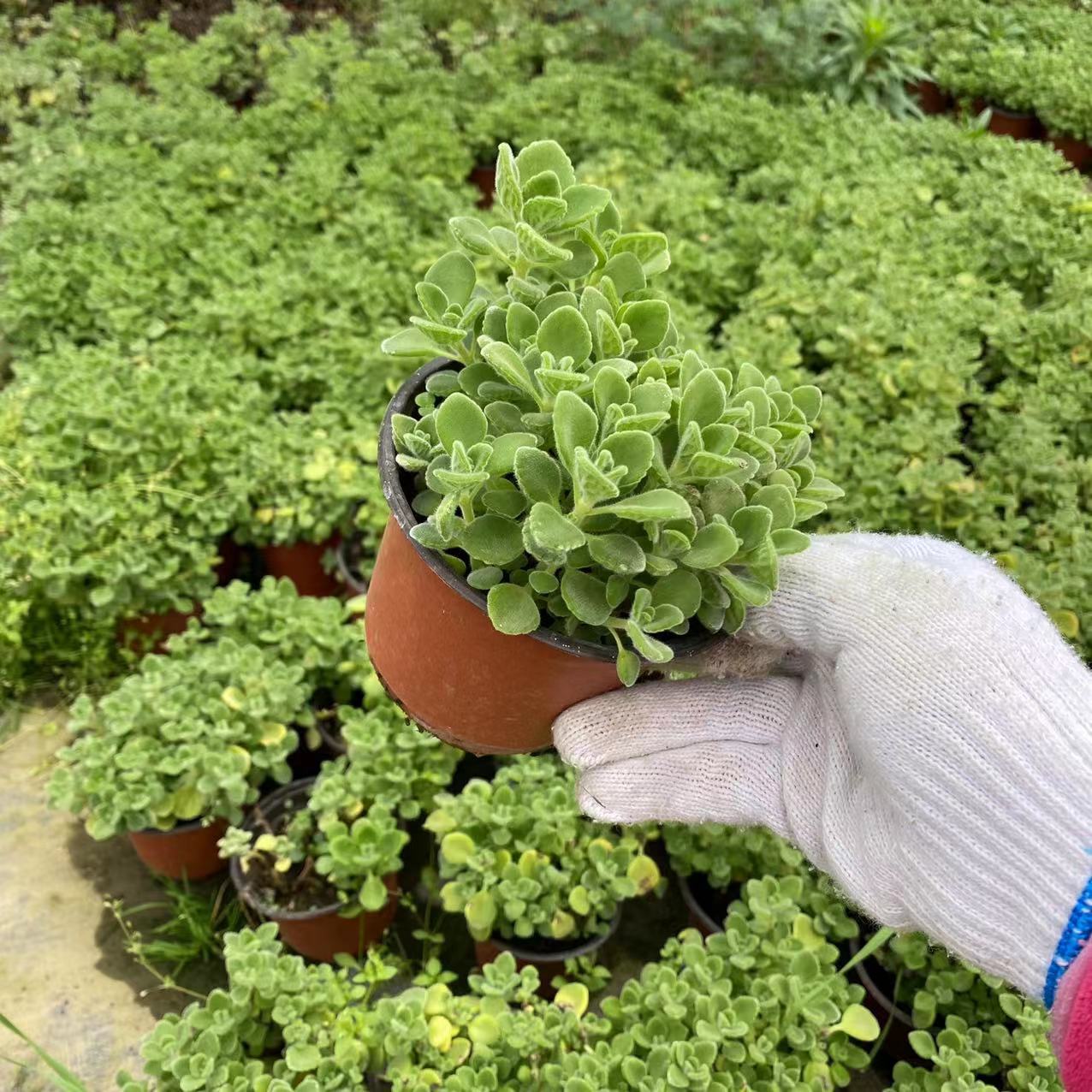 碰碰香 喷喷香 一抹香盆栽12cm规格迷迭香植物植室内香味阳