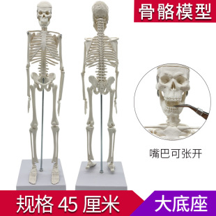 Human skeleton model adult skeleton whole body white skull spine spine teaching and learning props ornaments