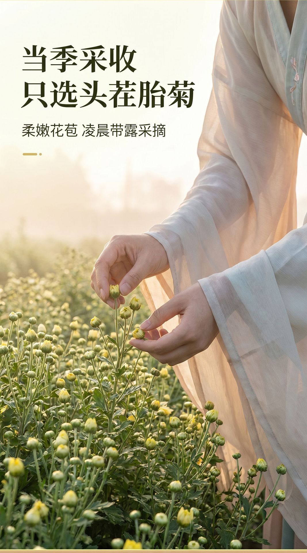 Tai Ju Chrysanthemum Buds Whole Dried Flowers Traditional Herbal Tea 100g specifications