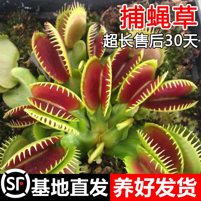 Nepenthes мухоловка Кордицепс травоядный цветок репеллент комаров