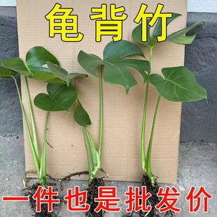 Hydroponic Monstera Deliciosa Old Pile Potted Plant Purifies the Air and Absorbs Formaldehyde Large-Leaf Indoor Living Room Plant Seedlings All Year Round Green Plants