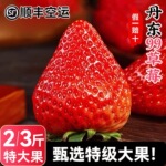 辽宁丹东草莓新鲜水果99红颜草莓牛奶草莓产地直发整箱一件代发