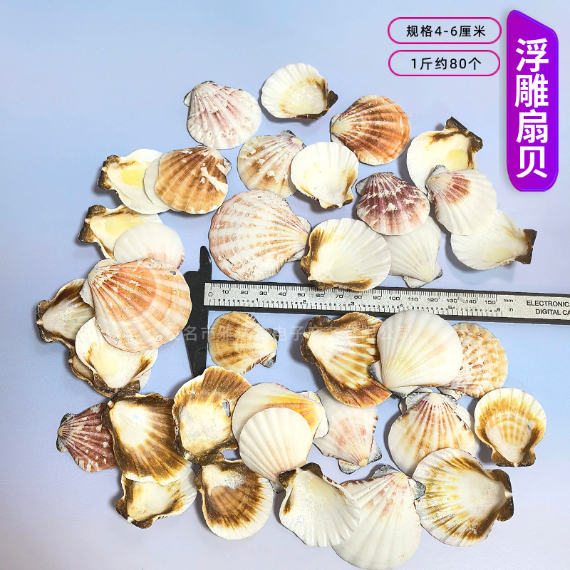 天然法螺貝 卸売供給源 魚水槽造園 工芸品 消耗品 1-10cm シェル|undefined