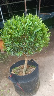 ���Rֲ��ȸ���S�������ϵ��ͥԺ���������^�~ֲ��