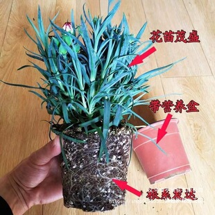 ����ܰ�������l؛�ļ��_���͏dͥԺ�^�p�͝��㻨���r�����Ժ��B��