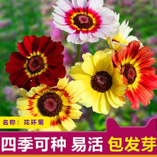 лɫhշNӻܻѻ݆շNӲʺջN^p