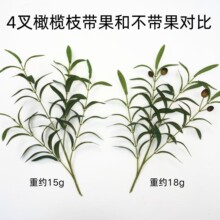 �����ϙ�֦ �҃��辰�����ϙ������Gֲ�ϙ�֦�ϙ��~�b�֦