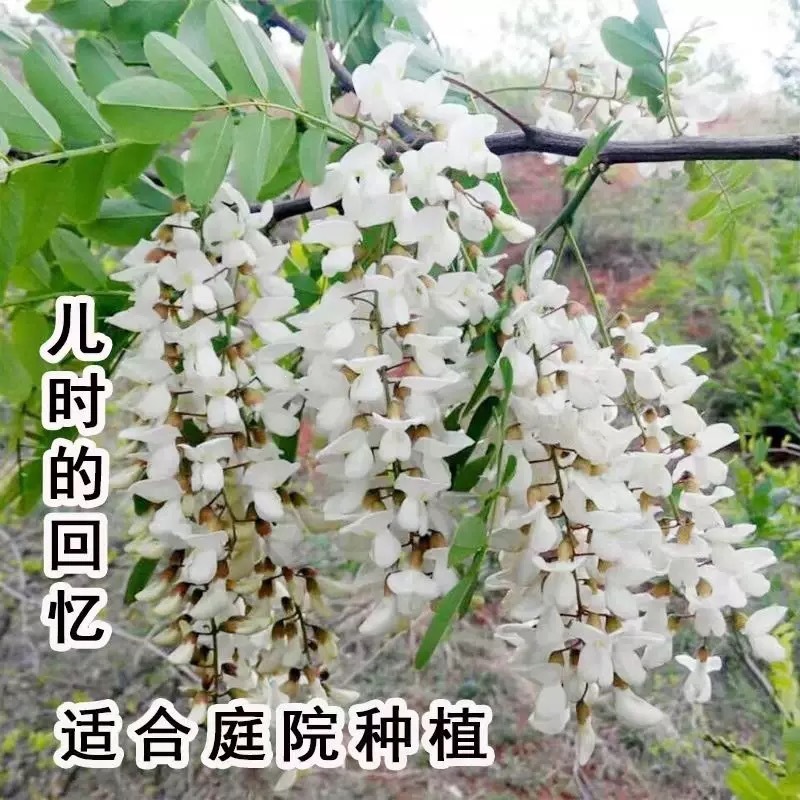 槐树苗国槐庭院大树刺槐国槐花树苗植物耐寒可食用洋槐蜂蜜洋槐花