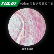桑子房纵切高校医学院校用组织病理石蜡玻片标本显微镜