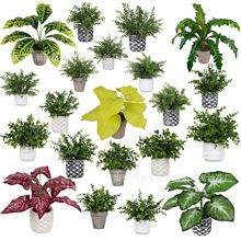 ���Sӆ�ƶ��R�d���� �Ҿ������p�ӾGֲ�辰����ֲ����������