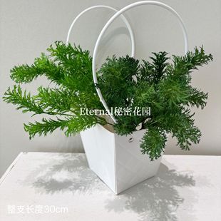 ����GֲС֦���R�ɰ����Gֲ�廨����~���Ż�ɭϵֲ��ë�׹����l