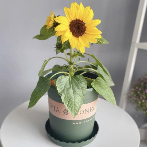 Sunflower Seeds to see edible flowers and flowers
