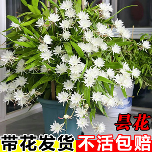 Small-Leaf Epiphyllum Seedlings Potted Indoor Plants That Are Easy to Grow in All Seasons, Shade-Tolerant Succulents, Night Primroses, Balcony Cold-Resistant Fragrant Florals