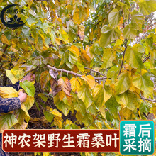 野生霜桑叶中药材500g精选神农架野生霜后新货干桑叶霜打冬桑叶茶