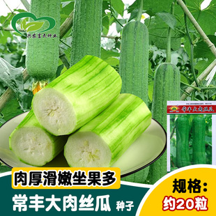 �o�����z�ϷN�� �r���ˈ@������׼�ā��z�ϷN�� �߲˷N��