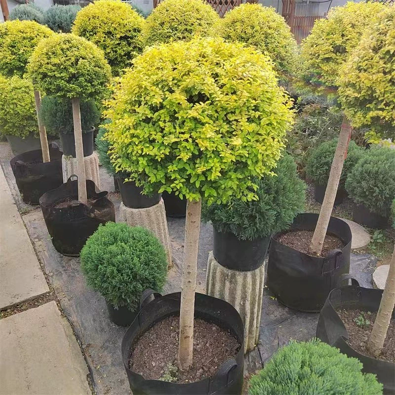 Заводская поставка Цветок граница растение Пейзаж Блестящий Привет леденец Тип яркое золото пятиконечная звезда блестящая любовь