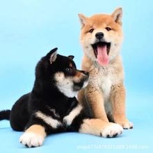 纯种柴犬幼犬双血统超萌小柴犬正宗柴犬可爱爱撒活体柴犬小狗宠物