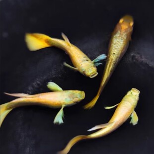 �M�[�S���ȸ�~�^�p�~