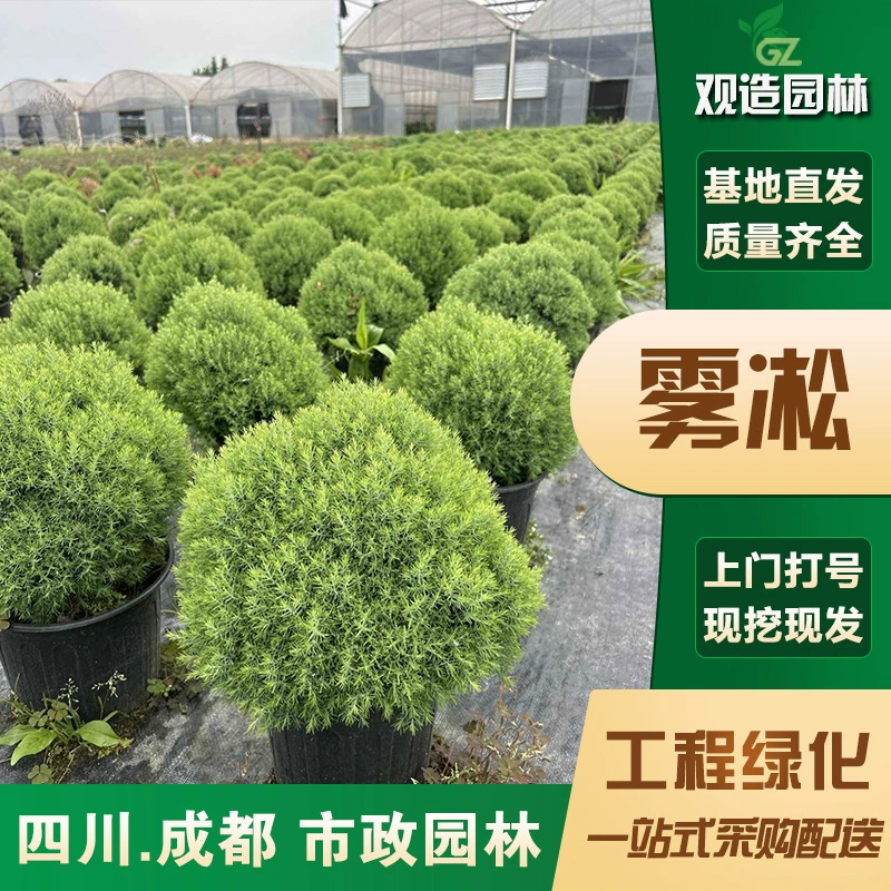 Маленькие рассады Rime, Сычуаньский ландшафтный дизайн, двор, кипарис, ландшафтный дизайн в горшках, сад, многолетнее вечнозеленое цветочное зеркало, растение