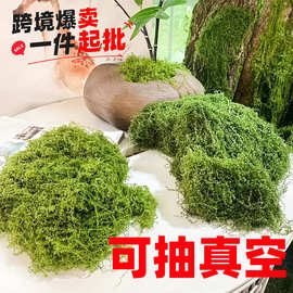 苔藓仿真草皮仿真苔藓微景观布置草皮盆景盆栽铺面苔藓绿植假苔藓