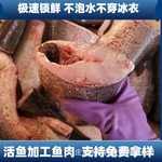 李芹活鱼新鲜单冻鲢鱼肉鱼肉餐厅食堂鱼鱼糜原料鲢鱼中段