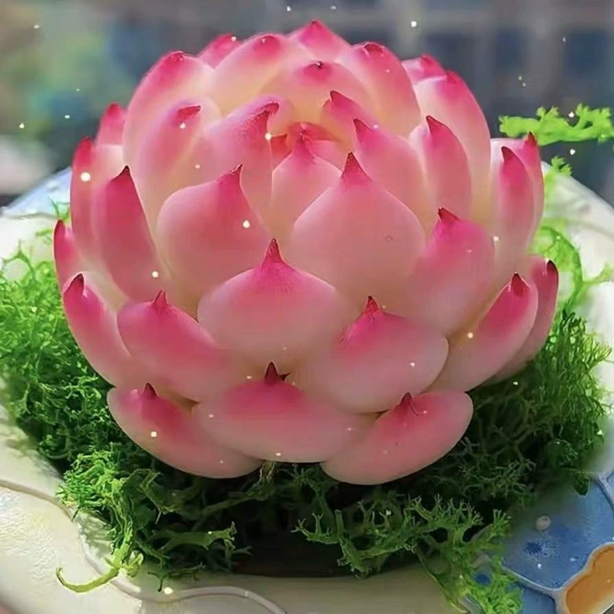 Французская роза суккулентное растение большой 9 см комбинированный