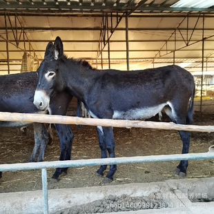 200�����Hһ�^ �����H���c ���H���l���� ������ţ���Bֳ��