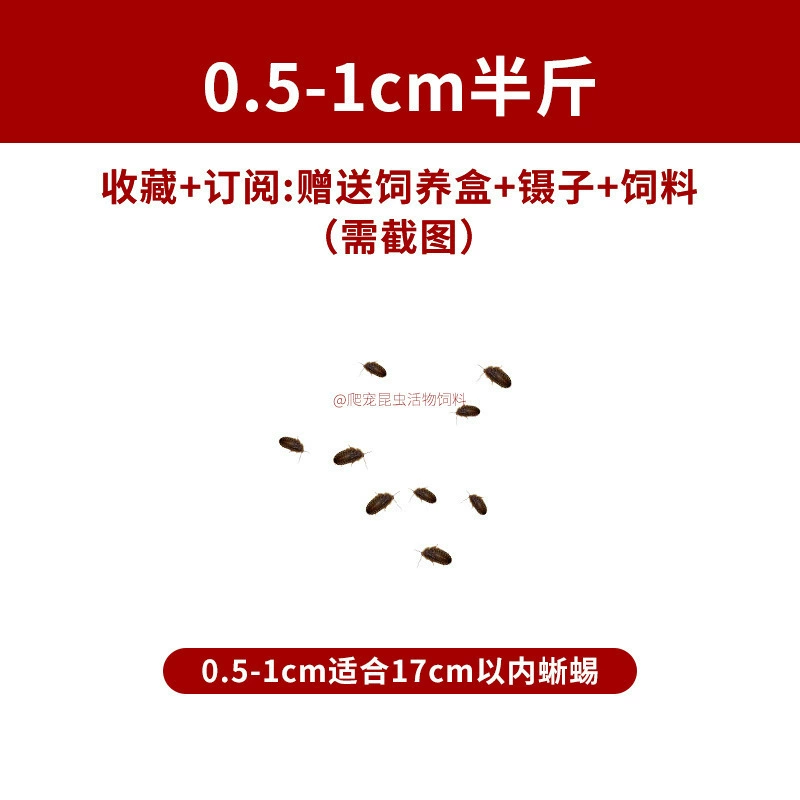 [杜比亚蟑螂昆虫爬宠活饵饲料新成体繁殖组半斤中国]