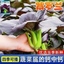 紫罗兰青菜种子一年四季种紫色油菜种籽孑小青菜白菜四季蔬菜种子