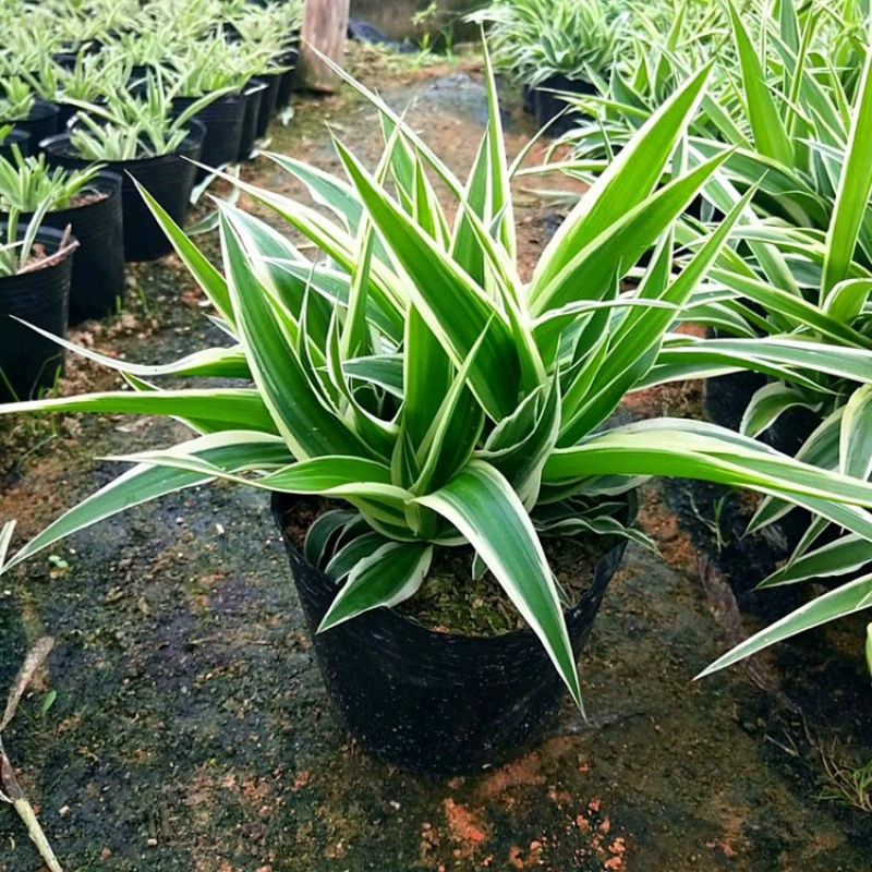 Пномпень Diaolum зеленые листья Diaolum гидропонное растение цветы в горшках зеленая посадка Diaolum Золотое сердце весь горшок