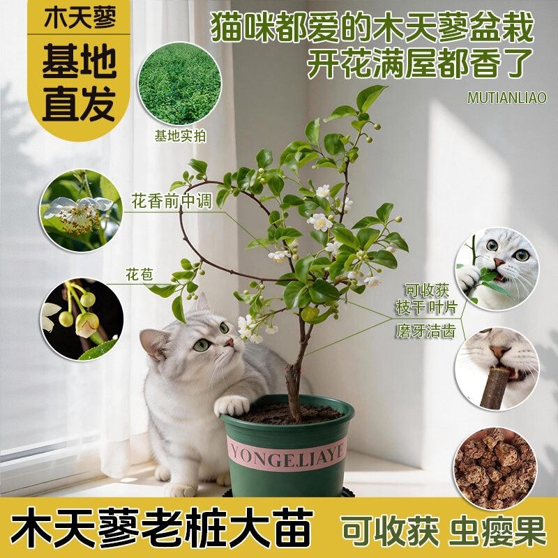 Fresh Maitianliang saplings potted cat toy for stress relief and self-entertainment, natural chew stick with catnip, durable for kittens Fresh Maitianliang saplings potted cat toy for stress relief and self-entertainment, natural chew stick with catnip, durable for kittens