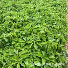 �F؛���� ��Ԯֲ�� ���~���\ ��ɽ�� ����ֲ�ﴹ��ֲ��