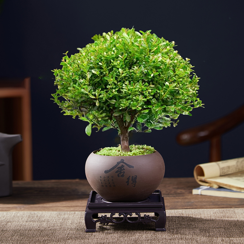 A급 고품질 작은잎 피비 + 세세한 세라믹 원형 화분 + 사각 베이스 + 이끼 + 비료