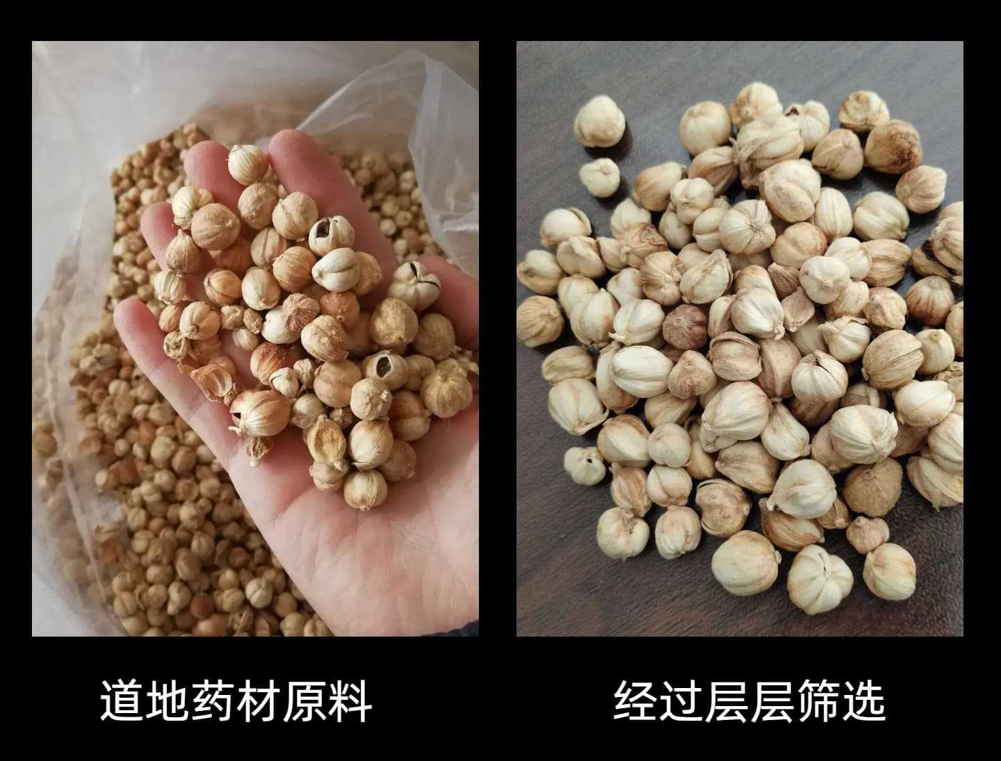 White Cardamom Bai Dou Kou 50g Dried Amomum Kravanh Fruit for Hot Pot Braising and Seasoning quality and texture