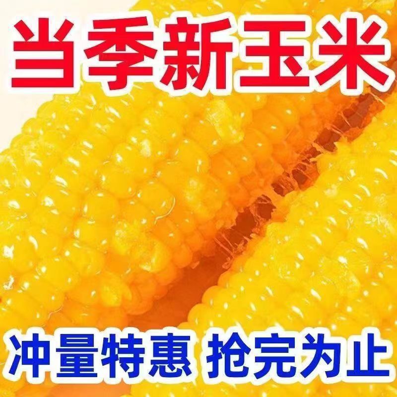 【整箱根】正宗东北黄糯玉米香甜黏糯粘新鲜非转基因餐代肥减|undefined