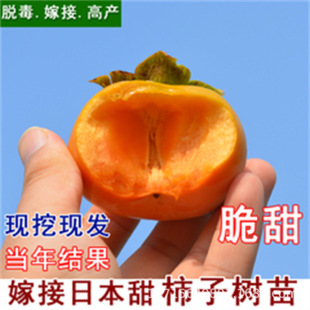 ���������޽ӹ������Ϸ������Nֲ���Ե���ĥ�P������������Y��