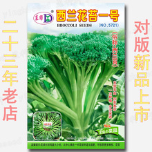 约300粒西兰花苔一号种子 小西兰花种子青花菜西蓝花蔬菜种子批发
