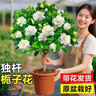 ���U�d�ӻ������ذ���~ĵ���r���ܰ����ǘ����҃���Gֲ�̨����