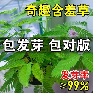 Mimosa Seeds, Shy Grass Seeds, Small Potted Flower Seeds, Four-Season Sowing, Indoor Easy-To-Live Florals and Green Plants