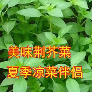 �G��˷N�Ѻ��ϴ��~�G��N���G��������߲˷N���ļ����G�����