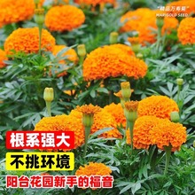 �f�۾շN�ӻ����ļ����N�@���쾰�҃����̨ͥԺ���^���̾G�����N