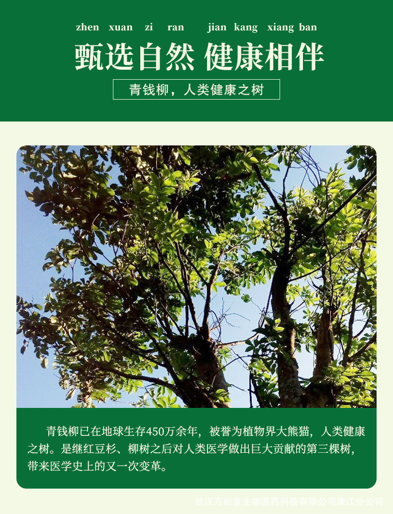 青钱柳茶_05.jpg
