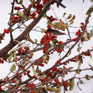 ��������ѹ�����ɳ����јӰ��g���͏d�b@ˇ�ɻ�����ֱ�l