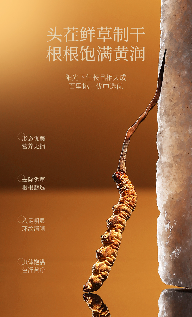 Premium Cordyceps Sinensis Gift Box 50 Stems 16.7g Dong Chong Xia Cao for Traditional Herbal Soups quality and texture