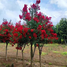 紫薇花瓶造型树苗盆栽地栽红花红紫薇树庭院花卉绿化工程苗