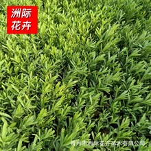 薰衣草工程小苗 庭院别墅观赏时令花草 小区园林公园美观绿化苗