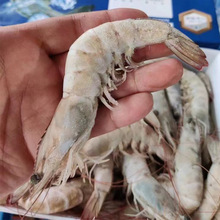 批发冷冻水产海鲜新鲜盐冻白虾 40/50南美盐大虾 30/40深海基围虾