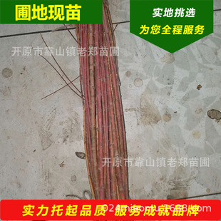 Wholesale Golden Sun Silk Cottonwood Scion Golden Sun Ligustrum Grafted Seedling Colorful Sapling New Variety Flame Ligustrum